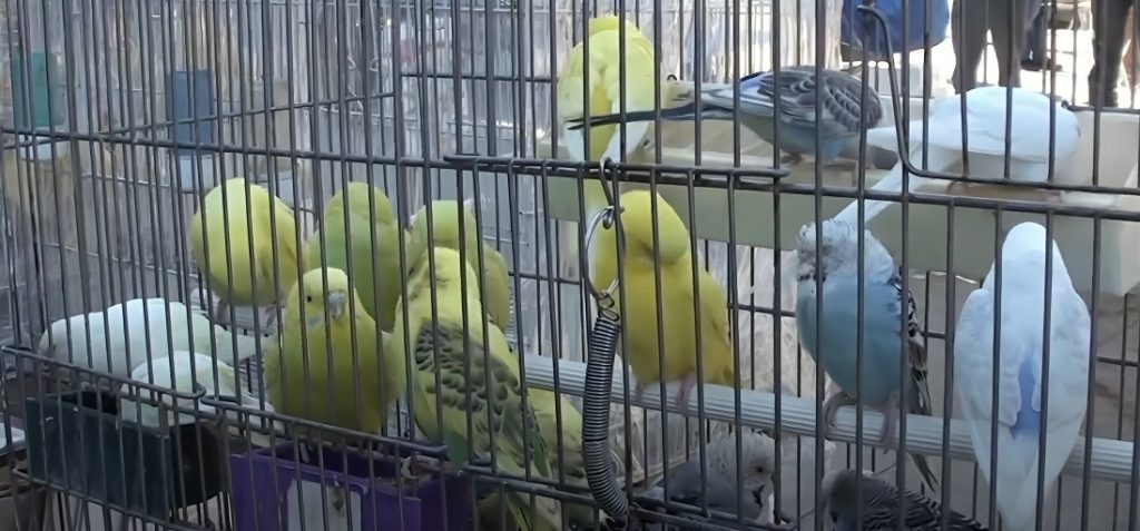 feira dos pássaros
Feria de aves
bird fair